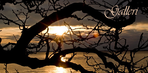 Solnedgang
